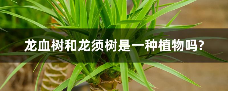 龙血树和龙须树是一种植物吗? 龙血树和龙须树是一种植物吗?