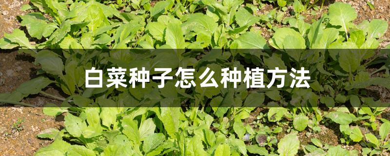 白菜种子怎么种植方法 白菜种子怎么种植方法
