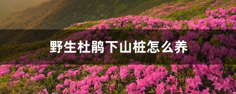 野生杜鹃下山桩怎么养 野生杜鹃下山桩怎么养