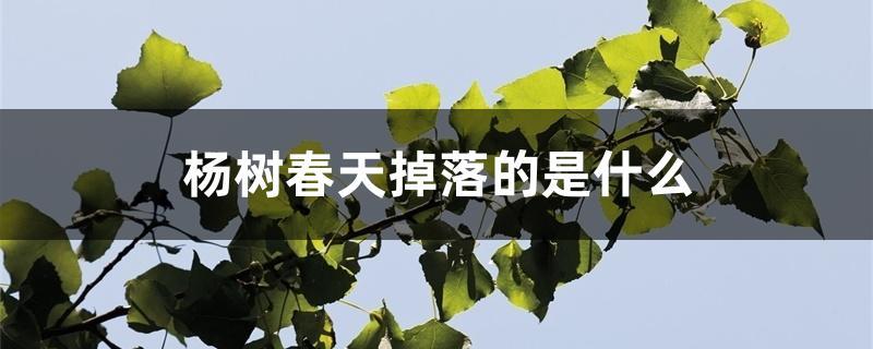 杨树春天掉落的是什么 杨树春天掉落的是什么