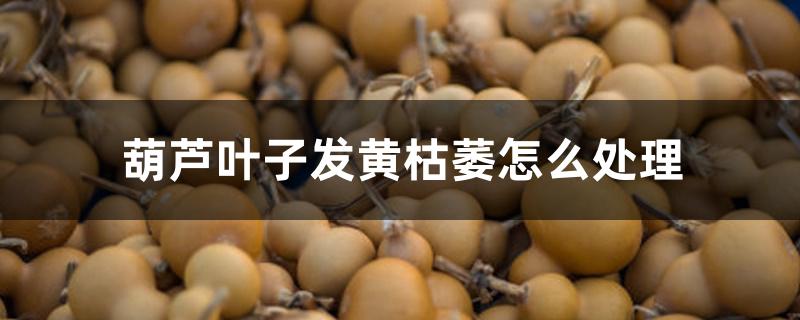 葫芦叶子发黄枯萎怎么处理 葫芦叶子发黄枯萎怎么处理