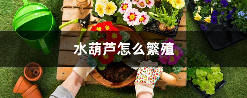 水葫芦怎么繁殖 水葫芦怎么繁殖