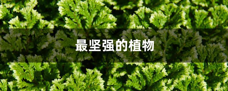 最坚强的植物 最坚强的植物