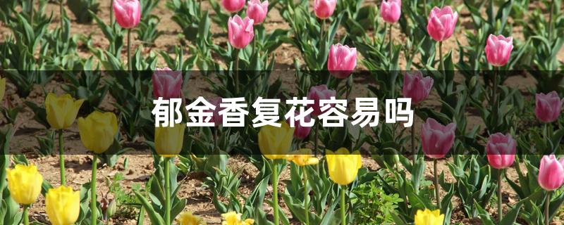 郁金香复花容易吗 郁金香复花容易吗