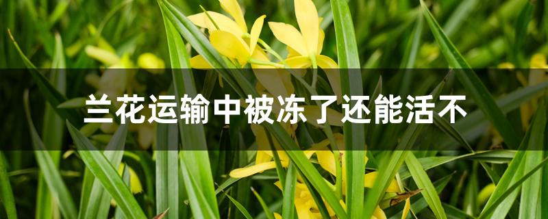 兰花运输中被冻了还能活不 兰花运输中被冻了还能活不