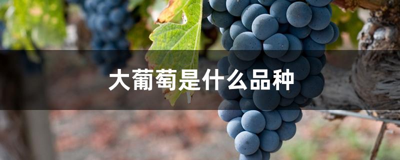 大葡萄是什么品种 大葡萄是什么品种