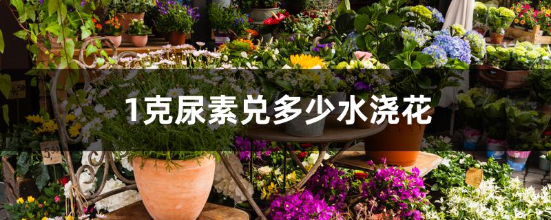 1克尿素兑多少水浇花 1克尿素兑多少水浇花