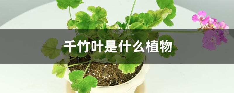 千竹叶是什么植物