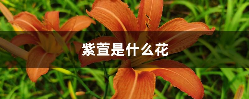 紫萱是什么花 紫萱是什么花