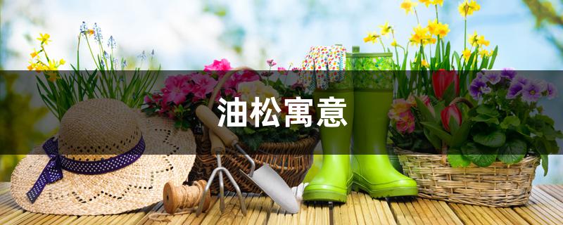 油松寓意 油松寓意