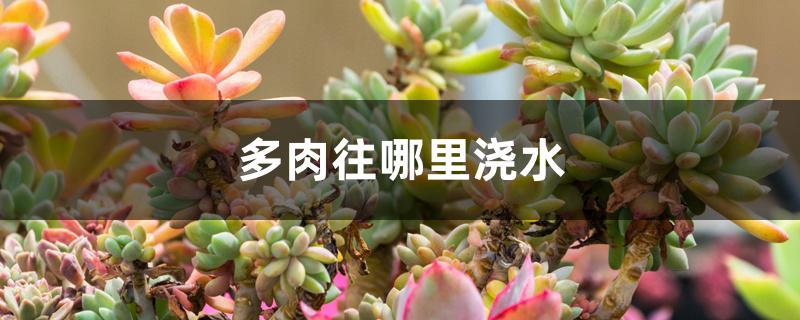 多肉往哪里浇水 多肉往哪里浇水
