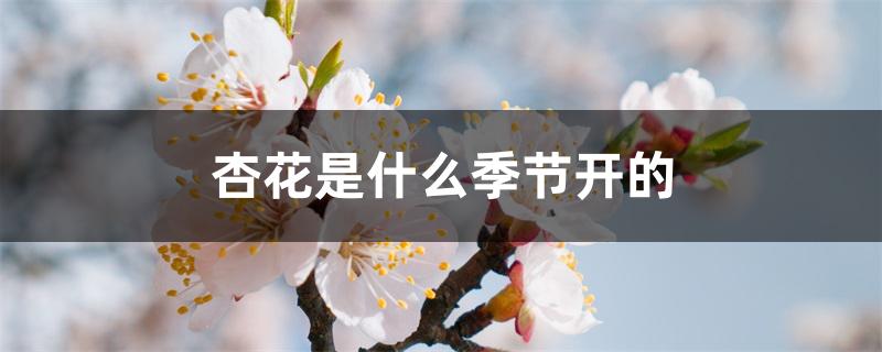 杏花是什么季节开的 杏花是什么季节开的