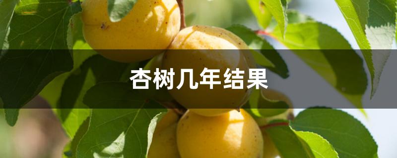 杏树几年结果 杏树几年结果
