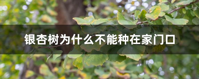 银杏树为什么不能种在家门口 银杏树为什么不能种在家门口