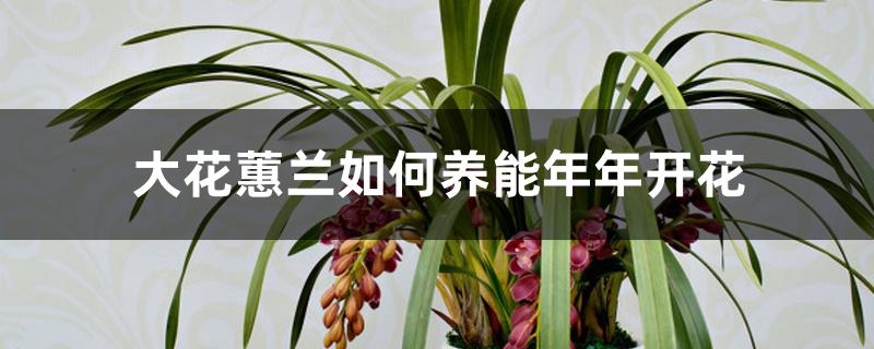 大花蕙兰如何养能年年开花 大花蕙兰如何养能年年开花