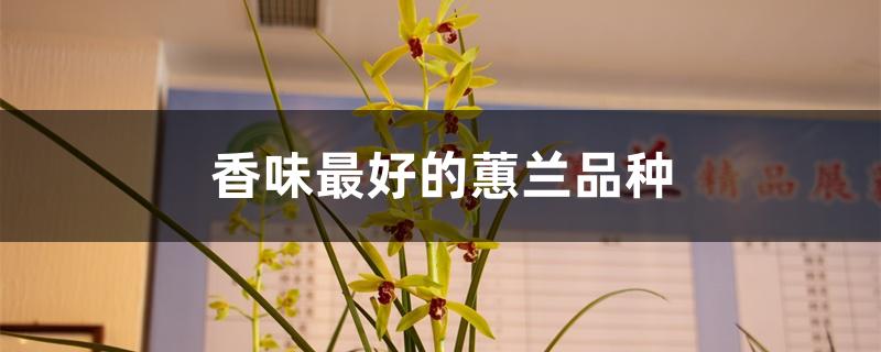 香味最好的蕙兰品种 香味最好的蕙兰品种