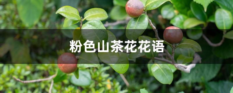 粉色山茶花花语 粉色山茶花花语