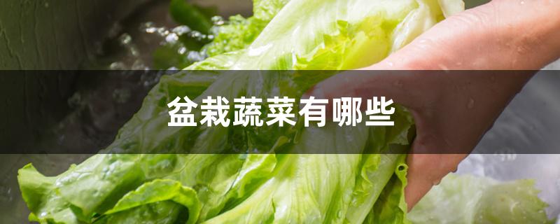 盆栽蔬菜有哪些 盆栽蔬菜有哪些