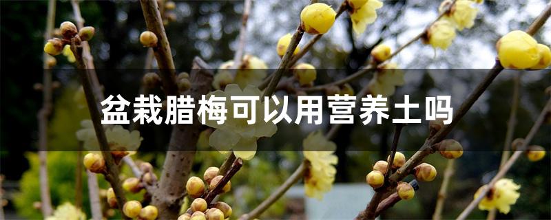 盆栽腊梅可以用营养土吗 盆栽腊梅可以用营养土吗