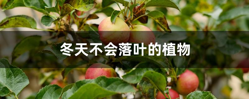 冬天不会落叶的植物 冬天不会落叶的植物