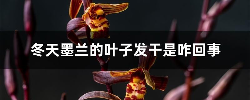 冬天墨兰的叶子发干是咋回事 冬天墨兰的叶子发干是咋回事