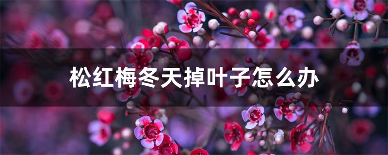 松红梅冬天掉叶子怎么办 松红梅冬天掉叶子怎么办
