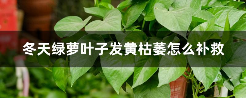 冬天绿萝叶子发黄枯萎怎么补救 冬天绿萝叶子发黄枯萎怎么补救