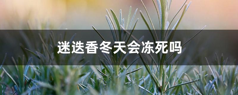 迷迭香冬天会冻死吗 迷迭香冬天会冻死吗