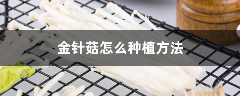 金针菇怎么种植方法 金针菇怎么种植方法
