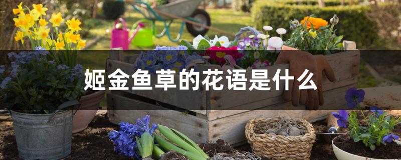 姬金鱼草的花语是什么 姬金鱼草的花语是什么