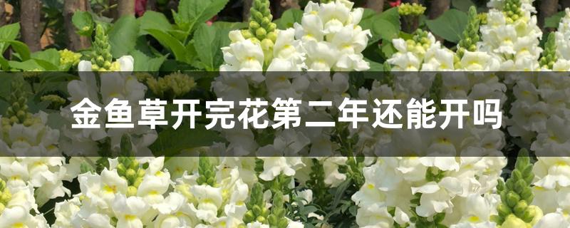 金鱼草开完花第二年还能开吗 金鱼草开完花第二年还能开吗