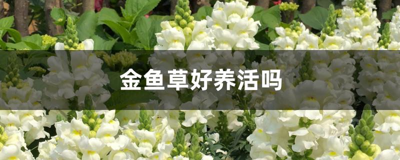 金鱼草好养活吗 金鱼草好养活吗