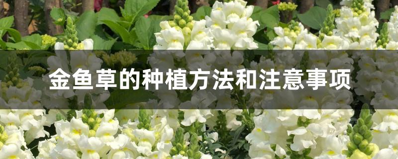金鱼草的种植方法和注意事项