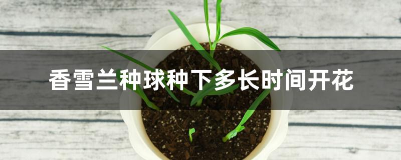 香雪兰种球种下多长时间开花 香雪兰种球种下多长时间开花