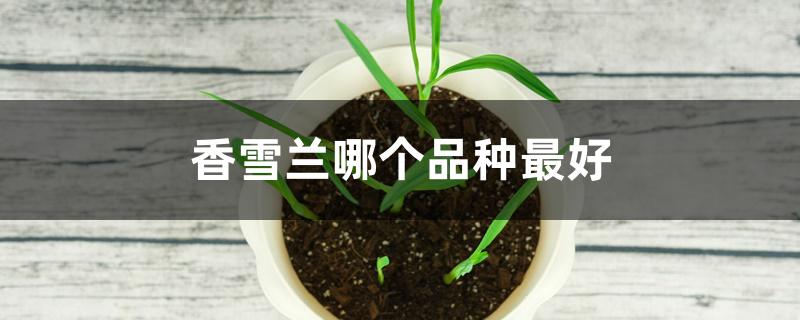 香雪兰哪个品种最好 香雪兰哪个品种最好