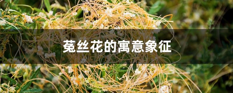 菟丝花的寓意象征 菟丝花的寓意象征