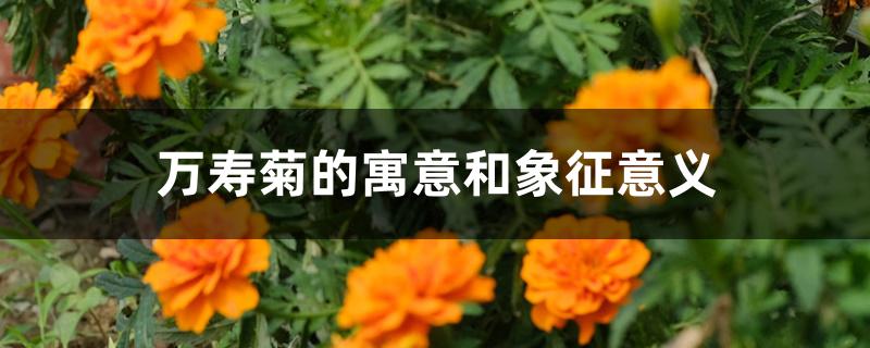 万寿菊的寓意和象征意义 万寿菊的寓意和象征意义