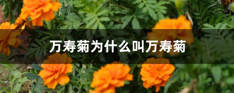 万寿菊为什么叫万寿菊 万寿菊为什么叫万寿菊