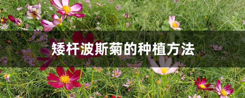 矮杆波斯菊的种植方法 矮杆波斯菊的种植方法