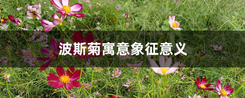 波斯菊寓意象征意义 波斯菊寓意象征意义