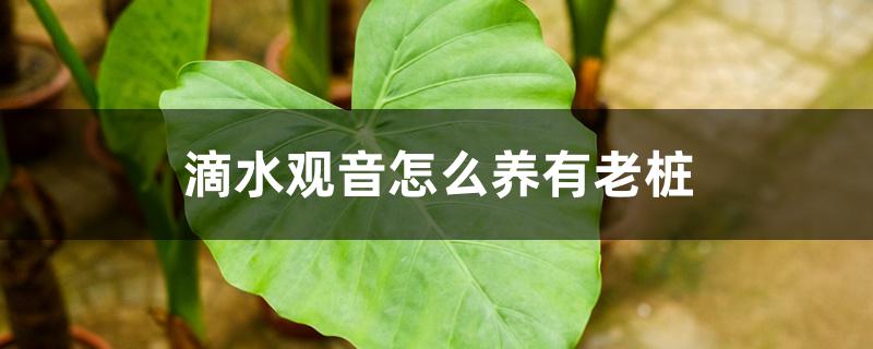 滴水观音怎么养有老桩 滴水观音怎么养有老桩