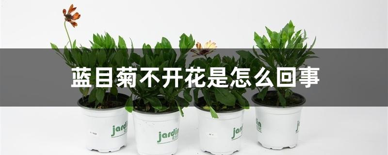 蓝目菊不开花是怎么回事 蓝目菊不开花是怎么回事