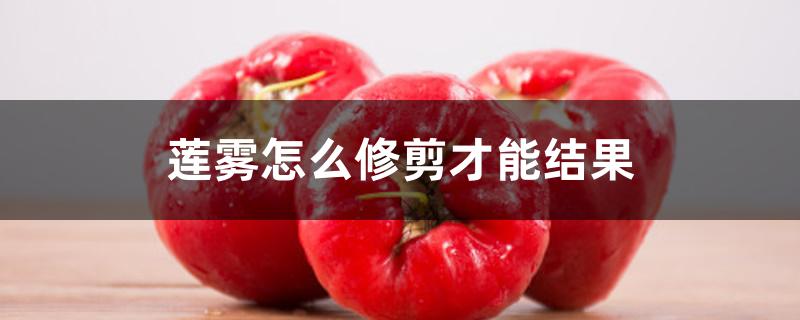 莲雾怎么修剪才能结果 莲雾怎么修剪才能结果