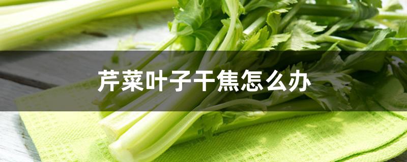芹菜叶子干焦怎么办 芹菜叶子干焦怎么办