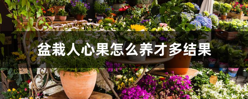 盆栽人心果怎么养才多结果 盆栽人心果怎么养才多结果