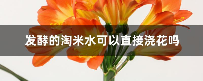 发酵的淘米水可以直接浇花吗 发酵的淘米水可以直接浇花吗