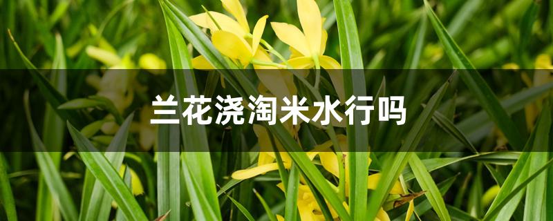 兰花浇淘米水行吗 兰花浇淘米水行吗