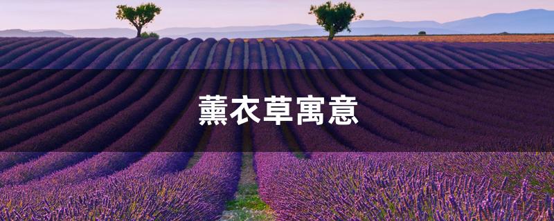 薰衣草寓意 薰衣草寓意