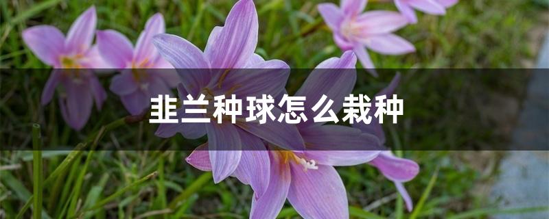 韭兰种球怎么栽种 韭兰种球怎么栽种