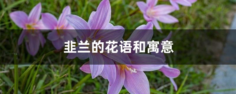 韭兰的花语和寓意 韭兰的花语和寓意